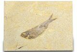Detailed Fossil Fish (Knightia) - Wyoming #318605-1